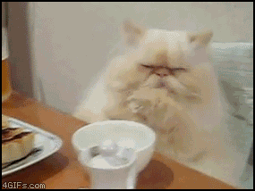 funny-cat